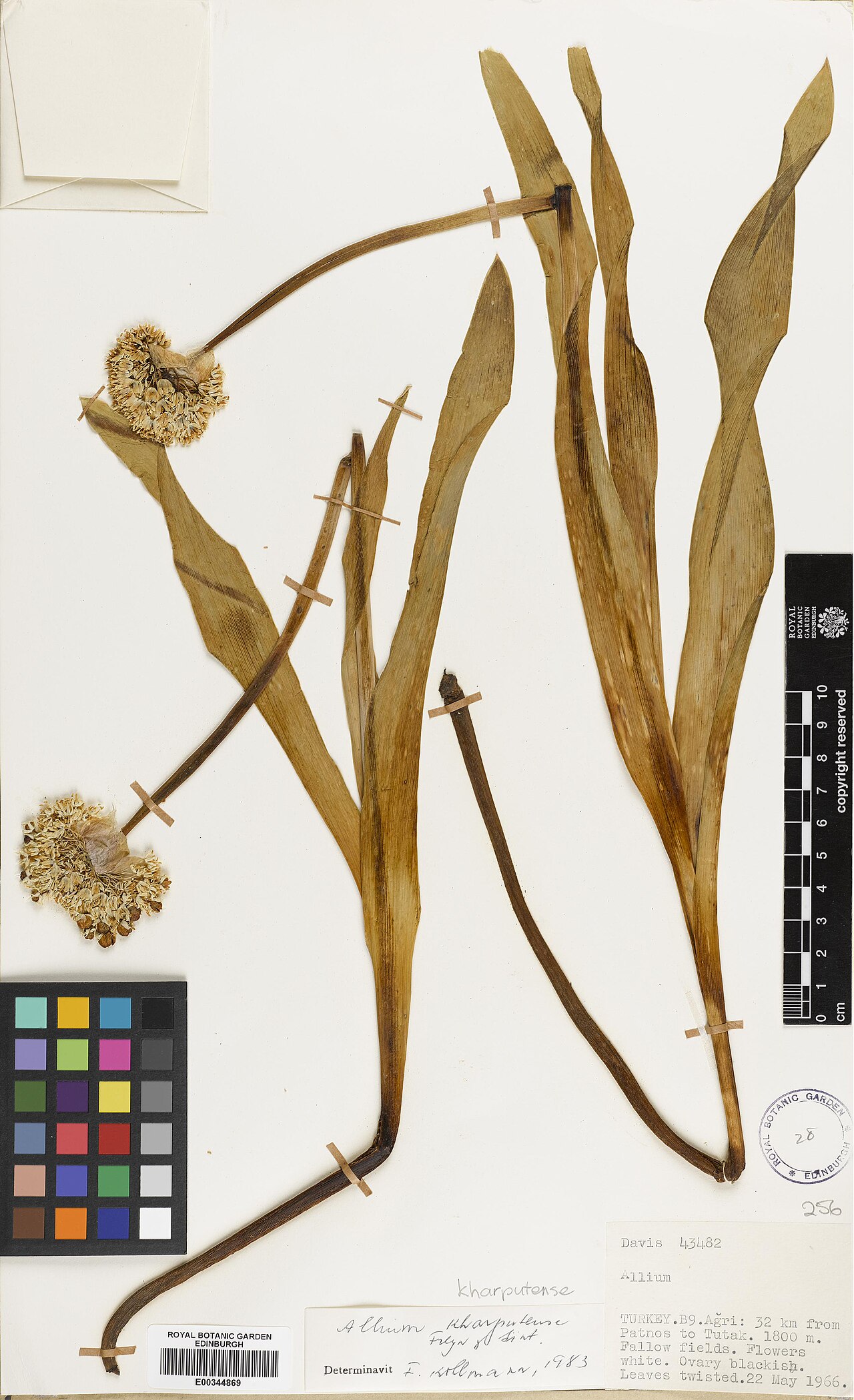 Allium kharputense: Allium kharputense — Herbarium specimen from Turkey, Agri, B9 Agri, 32km from Patnos to Tutak, Türkiye. Habitat: Fallow fields. Collected by Davis, Peter Hadlan
