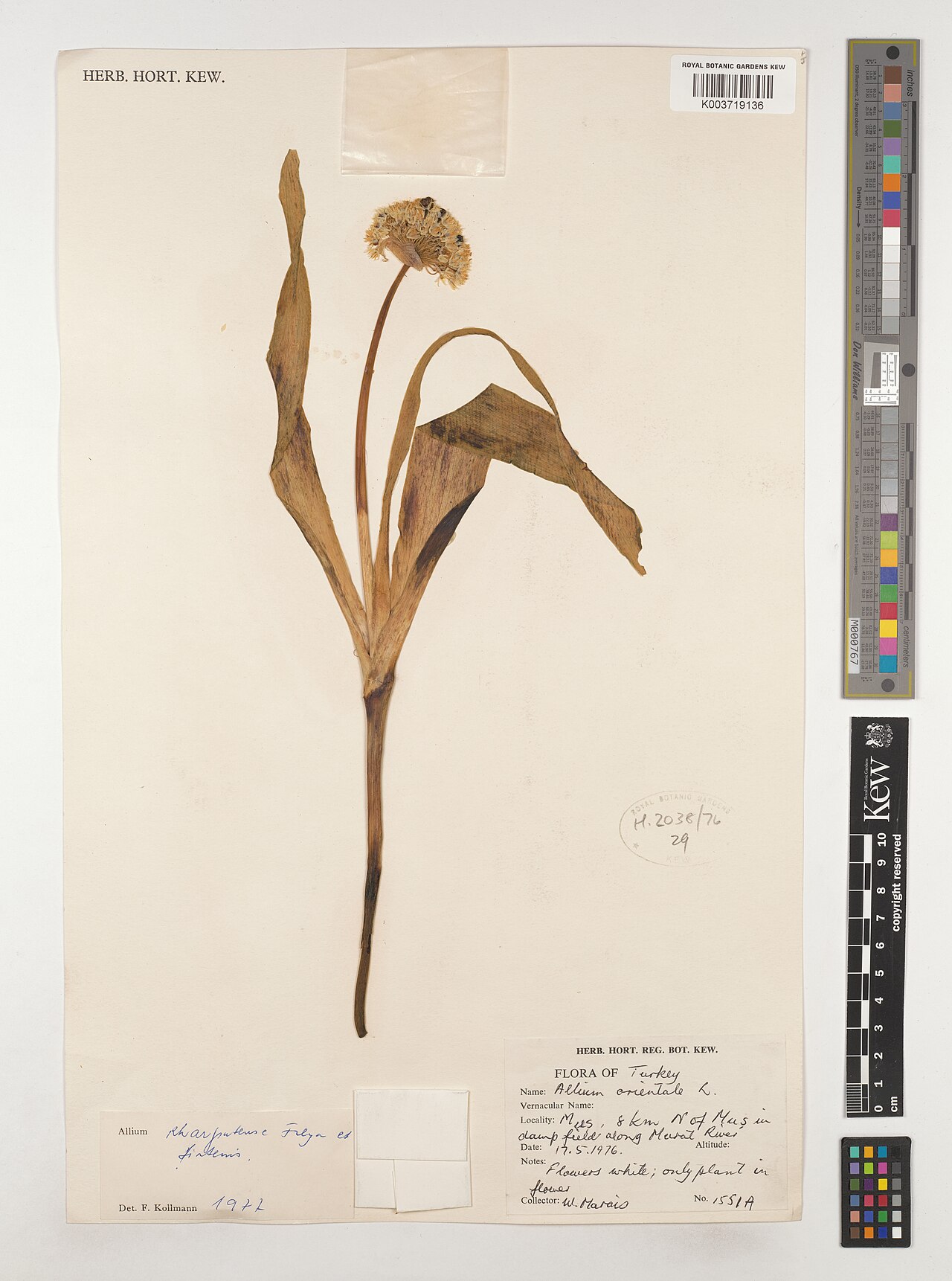 Allium kharputense: Allium kharputense — Herbarium specimen from 8 km N of Mus in damp field along Musat River;, Türkiye. Collected by Marais, W. (1976-05-17). Recorded in GBIF occ