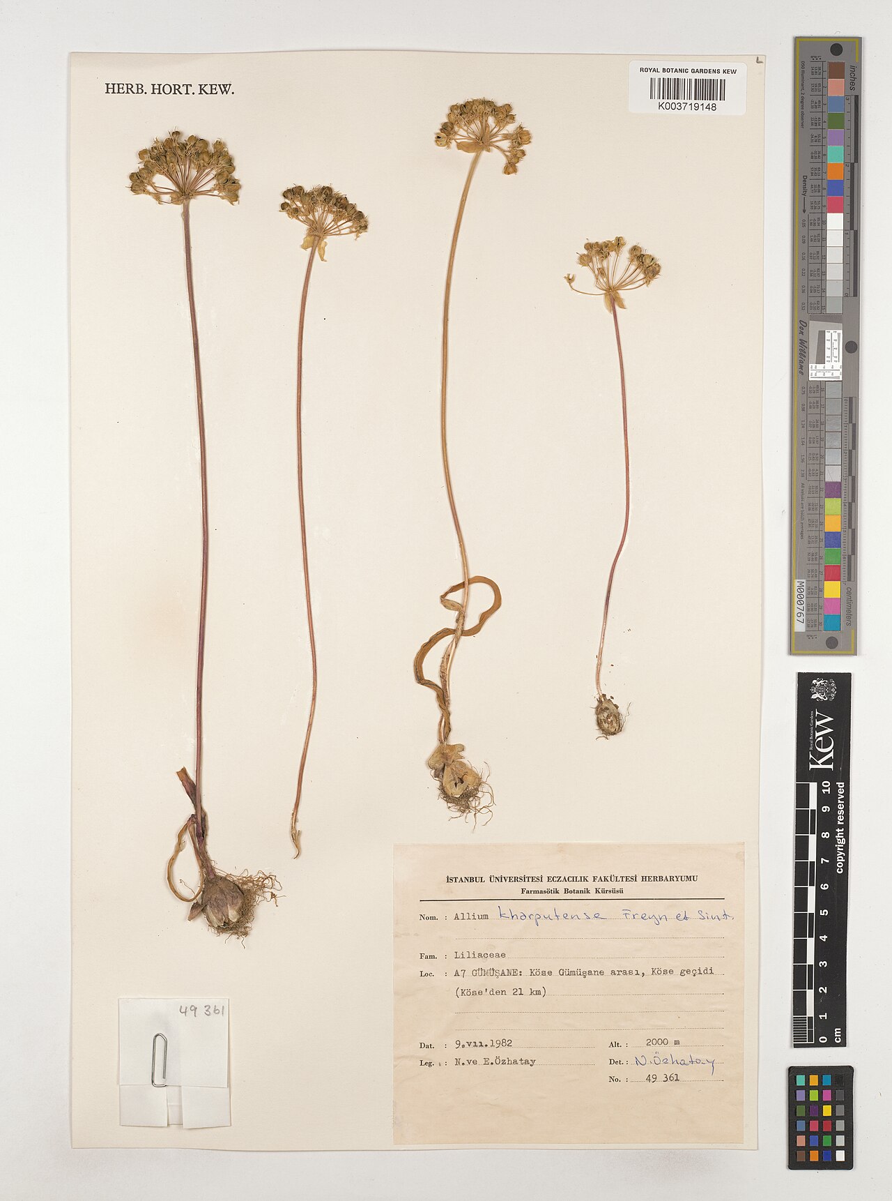 Allium kharputense: Allium kharputense — Herbarium specimen from A7 Gümüsane, Köse Gümüsane arasl, Köse geçidi (Köse'den 21 km);, Türkiye. Collected by Özhatay, N.; Özhatay, E. (19