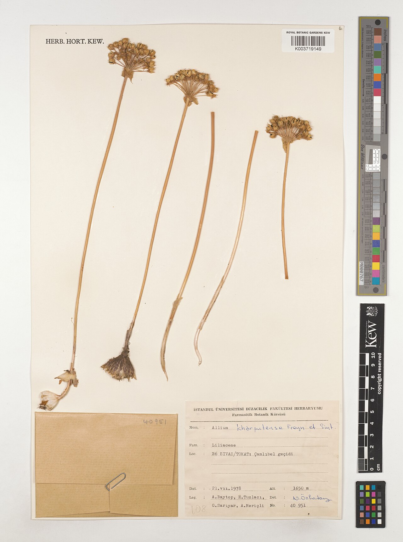 Allium kharputense: Allium kharputense — Herbarium specimen from B6 Sivas/Tokat, Camlibel geçidi;, Türkiye. Collected by Baytop, A.; Tuzlaci, E.; Sarlyar, G.; Mericli, A. (1978-07-