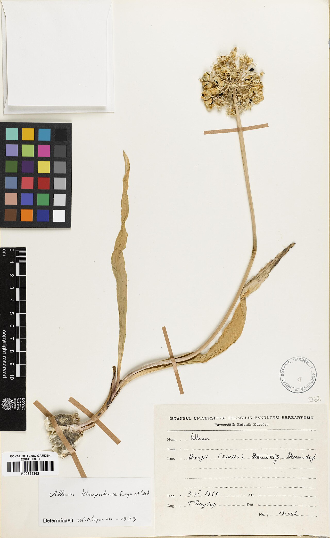 Allium kharputense: Allium kharputense — Herbarium specimen from Turkey, Sivas, Divrigi, Demirdag, Türkiye. Collected by Baytop, Turhan (1968-06-02). Recorded in GBIF occurrence 57