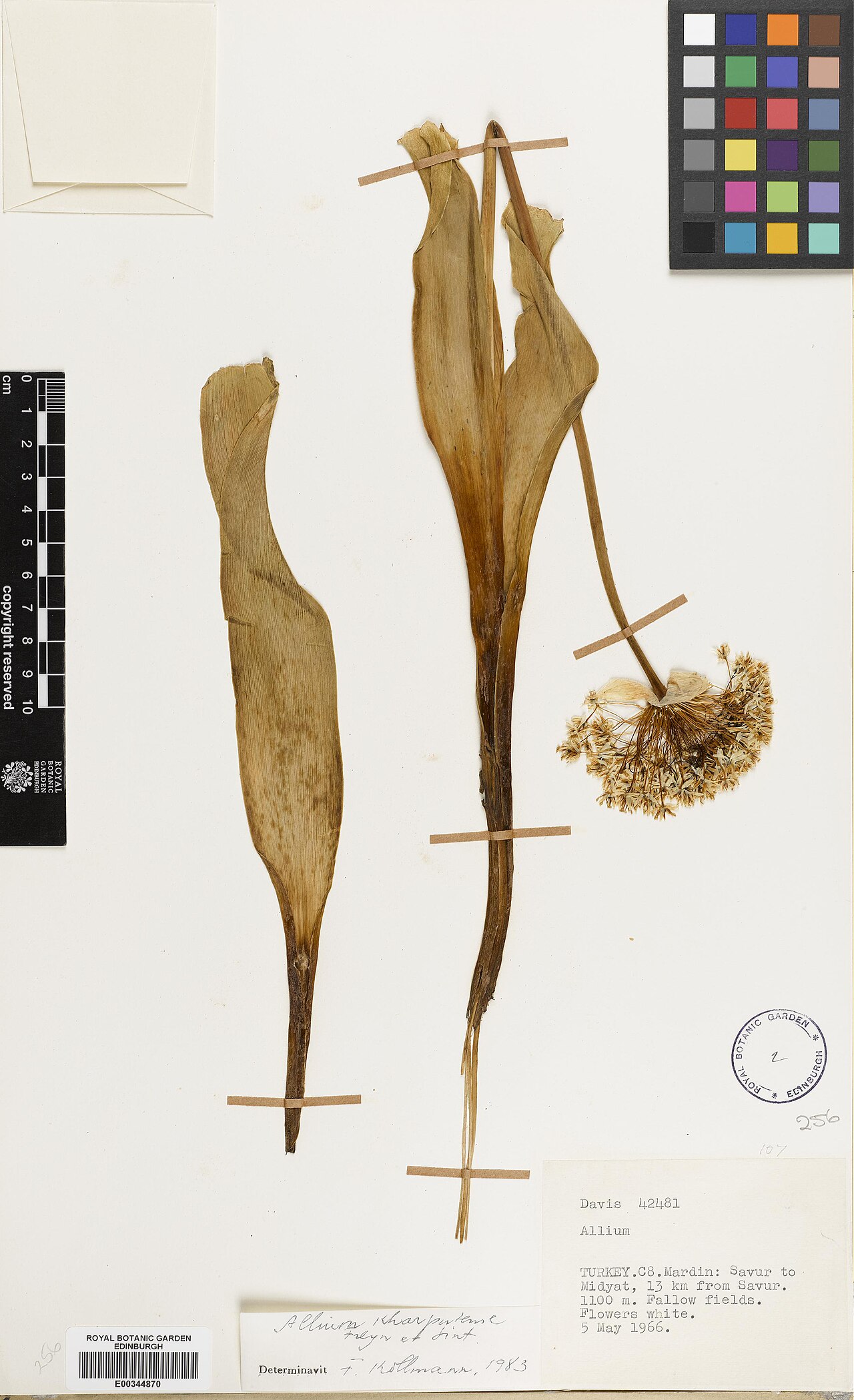 Allium kharputense: Allium kharputense — Herbarium specimen from Turkey, Mardin, Savur to Midyat, 13km from Savur., Türkiye. Collected by Davis, Peter Hadland (1966-05-05). Recorde