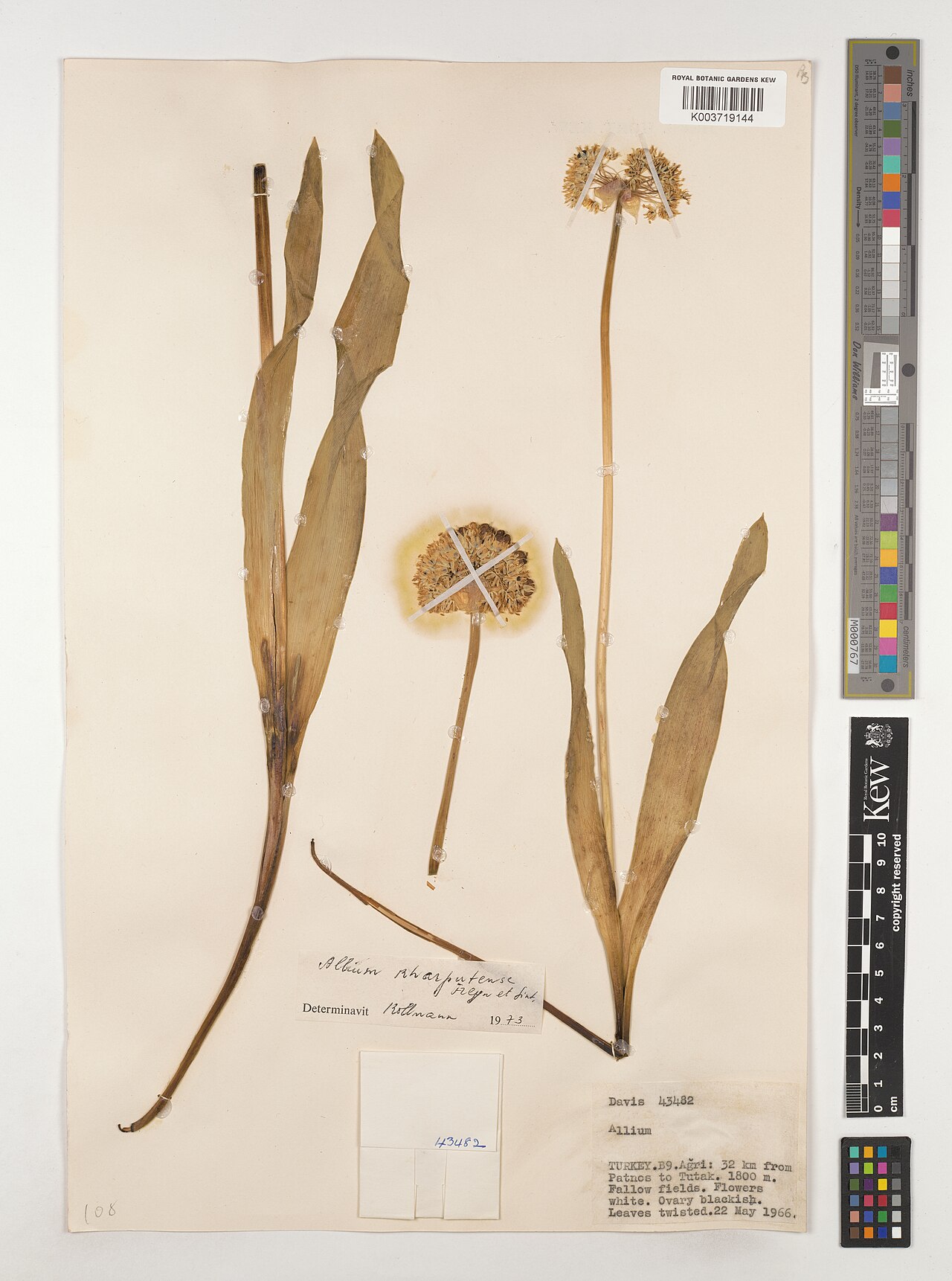 Allium kharputense: Allium kharputense — Herbarium specimen from B9.; 32 km from Patnos to Tutak., Türkiye. Collected by Davis (1966-05-22). Recorded in GBIF occurrence 4538773546