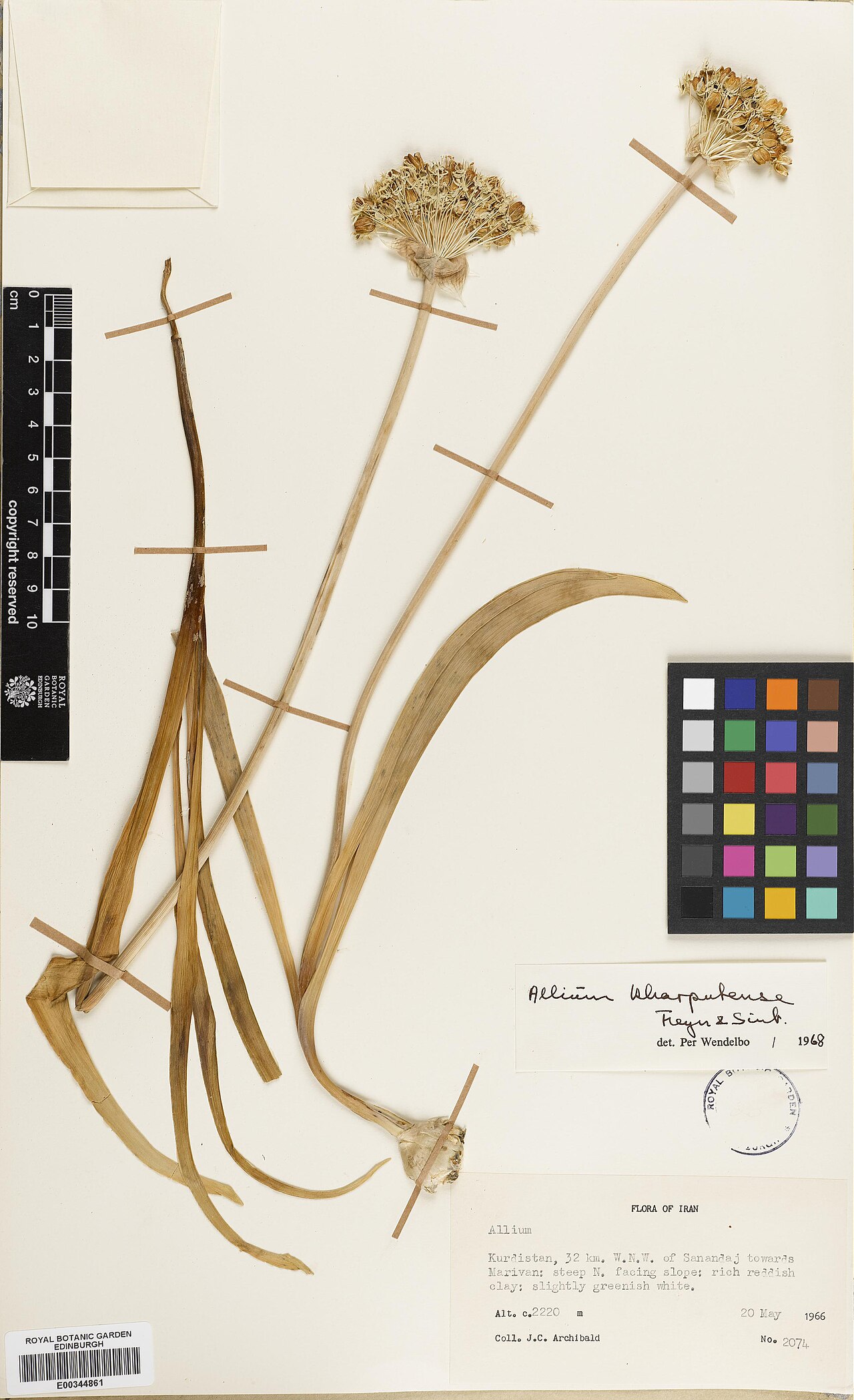 Allium kharputense: Allium kharputense — Herbarium specimen from Kordestan, 32 km W.N.W. of Sanandaj towards Marivan, Iran. Collected by Archibald, James C. (1966-05-20). Recorded