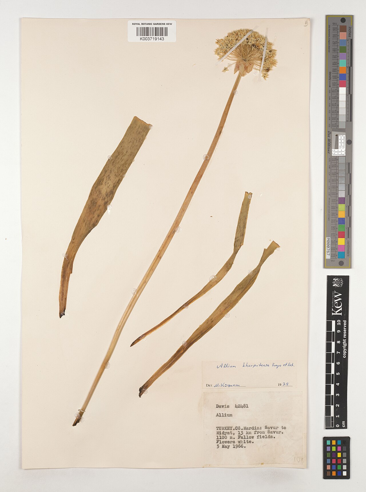 Allium kharputense: Allium kharputense — Herbarium specimen from C8; Savur to Midyat, 13 km from Savur., Türkiye. Collected by Davis (1966-05-05). Recorded in GBIF occurrence 45387