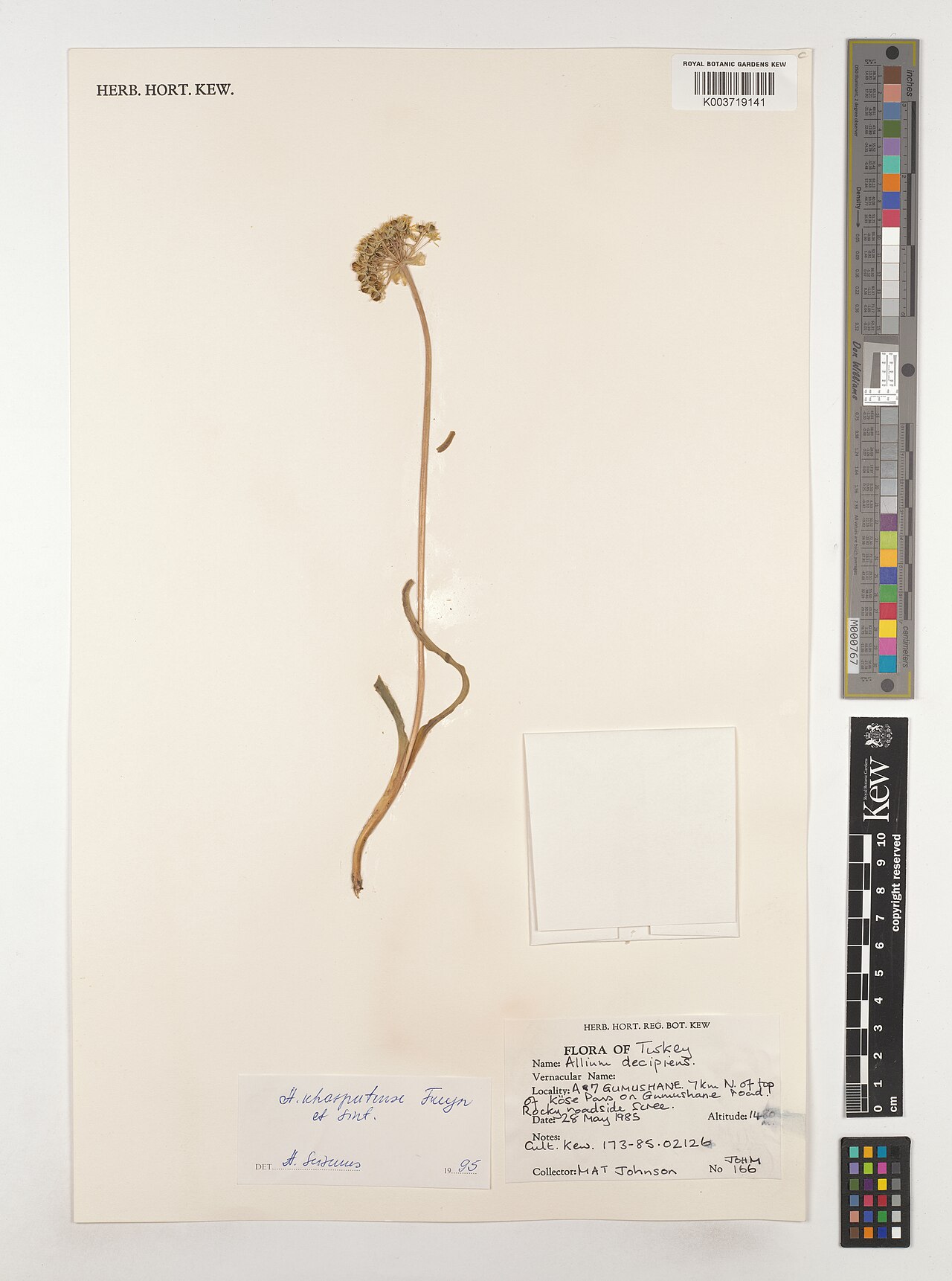 Allium kharputense: Allium kharputense — Herbarium specimen from A7; 7 km N. of top of Köse Pass on Gumushane road., Türkiye. Collected by Johnson, M.A.T. (1985-05-28). Recorded in