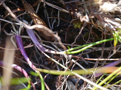 Allium kiiense: Allium kiiense:キイイトラッキョウ 2017/11/13: 和歌山県:Wakayama Pref. Japan