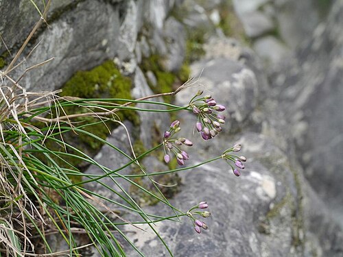 Allium kiiense: Allium kiiense:キイイトラッキョウ 2017/10/24: 和歌山県:Wakayama Pref. Japan