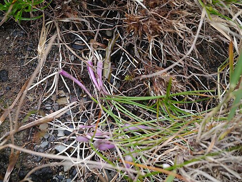Allium kiiense: Allium kiiense:キイイトラッキョウ 2017/10/30: 和歌山県:Wakayama Pref. Japan