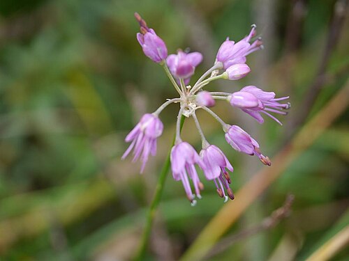 Allium kiiense: Allium kiiense:キイイトラッキョウ 2017/10/30: 和歌山県:Wakayama Pref. Japan