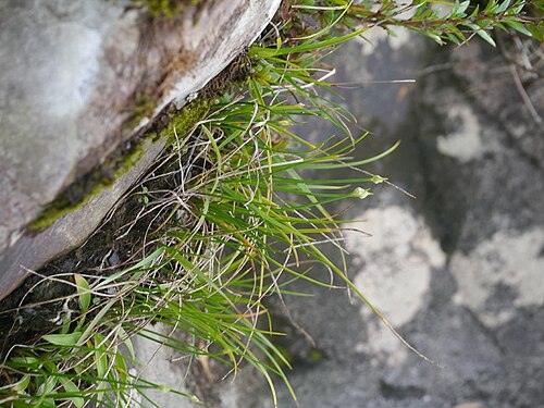 Allium kiiense: Allium kiiense:キイイトラッキョウ 2017/09/23: 和歌山県:Wakayama Pref. Japan