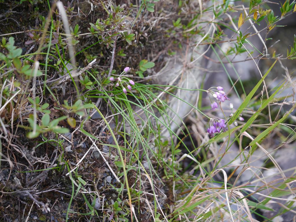 Allium kiiense: Allium kiiense:キイイトラッキョウ 2017/10/30: 和歌山県:Wakayama Pref. Japan