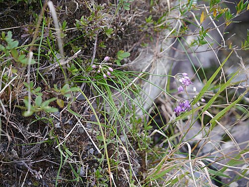 Allium kiiense: Allium kiiense:キイイトラッキョウ 2017/10/30: 和歌山県:Wakayama Pref. Japan