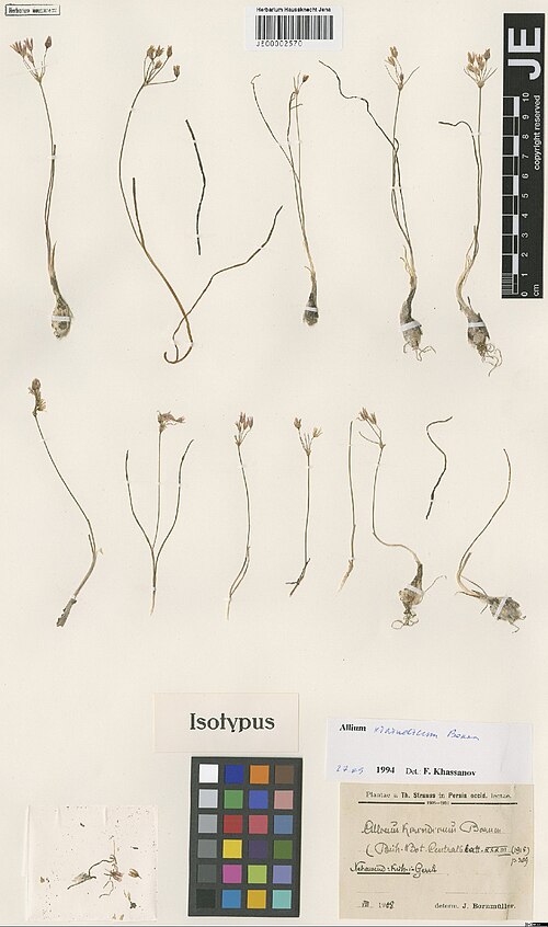 Allium kirindicum: Allium kirindicum — Herbarium specimen from Nehawend, Kuh-i-Gerru, Iran. Collected by Strauss,T. s.n. [1908-08] (1908-08). Recorded in GBIF occurrence 302899788