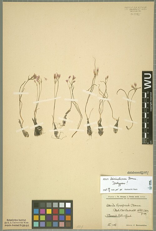 Allium kirindicum: Allium kirindicum — Herbarium specimen from Nehawend, Kuh-i-Gerru., Iran. Collected by Strauss,T. (1908-08). Recorded in GBIF occurrence 1830967949 .