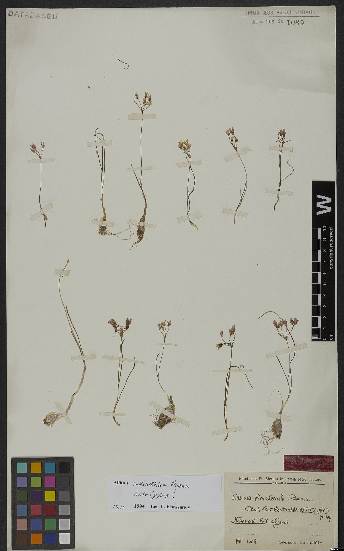 Allium kirindicum: Allium kirindicum — Herbarium specimen from Nehawend, Kuh-i-Gerru., Iran. Collected by Strauss,T. Plantae a Th. Strauss in Persia occid. lectae. (1908-08). Reco