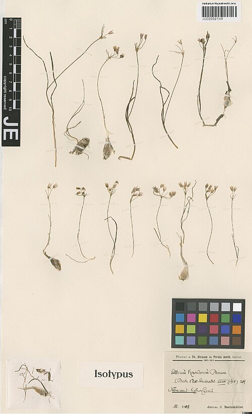 Allium kirindicum: Allium kirindicum — Herbarium specimen from Nehawend, Kuh-i-Gerru, Iran. Collected by Strauss,T. s.n. [1908-08] (1908-08). Recorded in GBIF occurrence 302899787