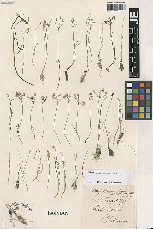 Allium kirindicum: Allium kirindicum — Herbarium specimen from Kuh Gerru, Iran. Collected by Strauss,T. s.n. [1908-08] (1908-08). Recorded in GBIF occurrence 3028997884 .