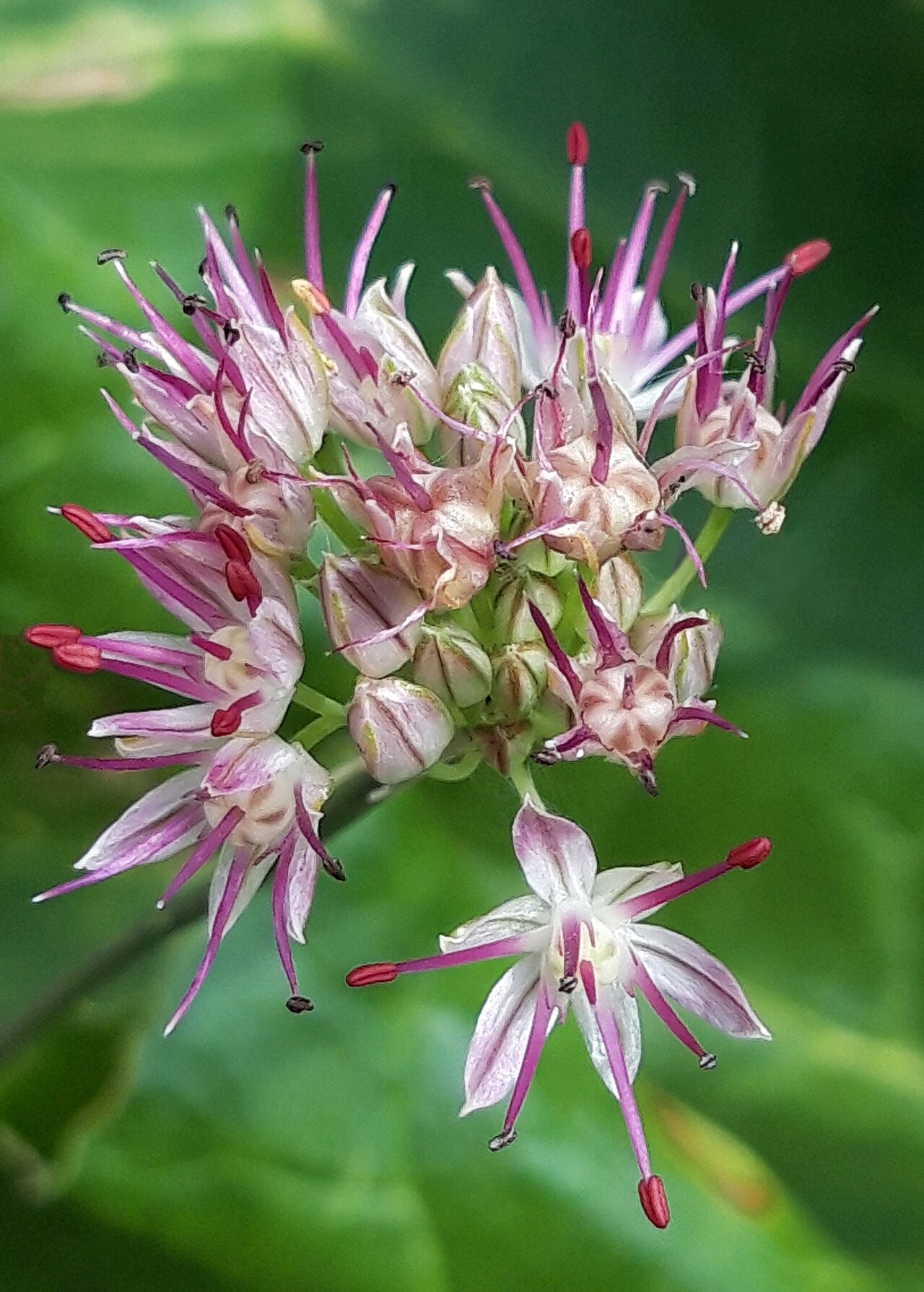 Allium kokanicum: Соцветие лука конкандского