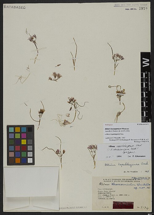 Allium kopetdagense: Allium kopetdagense — Herbarium specimen from Prov. Khorasan, Montes Hazar Masdjid, Inter Gash et Tolgor, c. 1600-1800 m., Iran. Collected by Rechinger,K.H. & R
