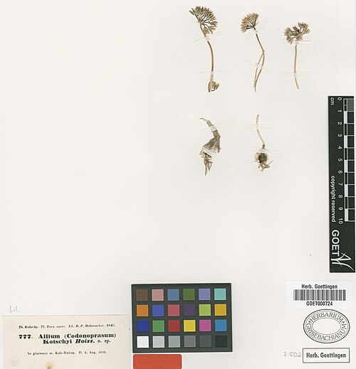 Allium kotschyi: Allium kotschyi — Herbarium specimen from [Iran] In glareosis m. Kuh Daena, Iran. Collected by Kotschy, Th. (no. 777) (1842-08-01). Recorded in GBIF occurrence 
