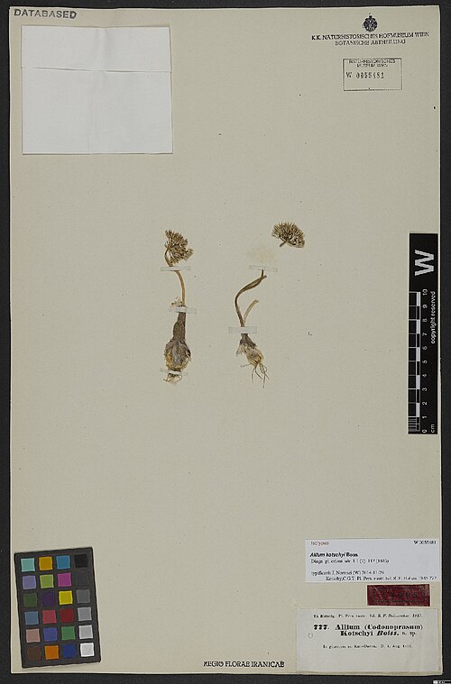 Allium kotschyi: Allium kotschyi — Herbarium specimen from In glareosis m. Kuh-Daëna., Iran. Collected by Kotschy,C.G.T. Pl. Pers. austr. Ed. R. F. Hohen. 1845 777 (1842-08-01).