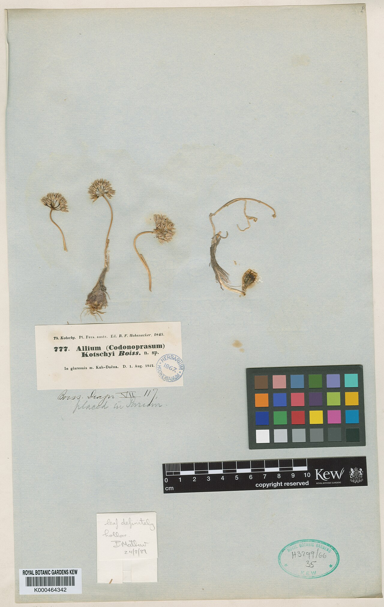 Allium kotschyi: Allium kotschyi — Herbarium specimen from In glareosis m. Kuh-Daëna., Iran. Collected by Kotschy, T. (1842-08-01). Recorded in GBIF occurrence 912388648 .