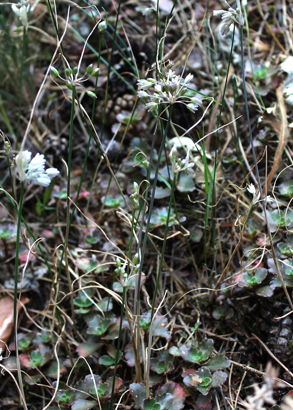 Allium kunthianum: Лук Кунта. Теберда.