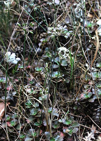Allium kunthianum: Лук Кунта. Теберда.