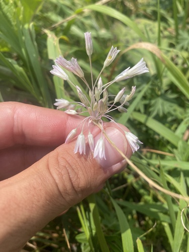 Allium kunthianum (Allium kunthianum)