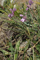 Allium kunthianum (Allium kunthianum)