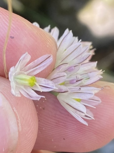 Allium kunthianum (Allium kunthianum)