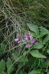 Allium kunthianum (Allium kunthianum)