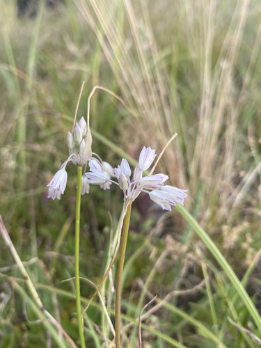 Allium kunthianum (Allium kunthianum)
