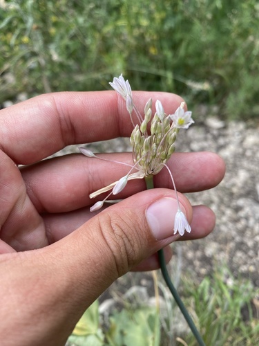 Allium kunthianum (Allium kunthianum)