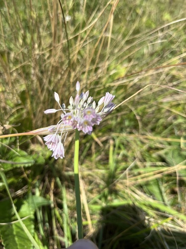 Allium kunthianum (Allium kunthianum)