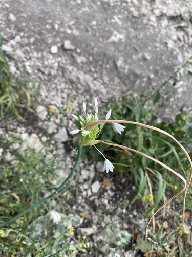 Allium kunthianum (Allium kunthianum)