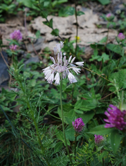 Allium kunthianum (Allium kunthianum)