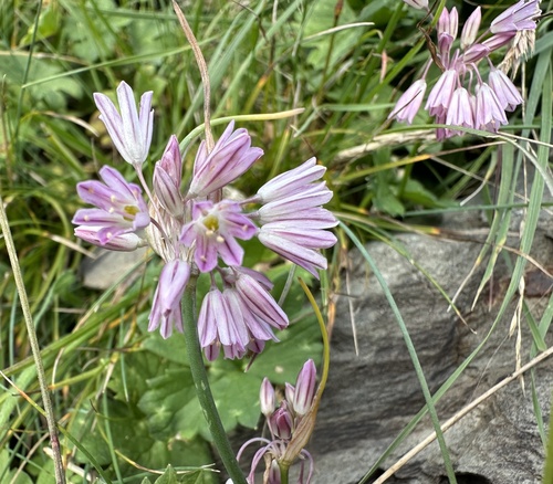 Allium kunthianum (Allium kunthianum)