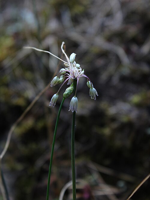 Allium kunthianum: Лук Кунта. Теберда.
