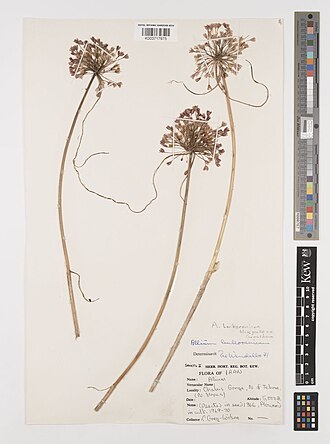 Allium lenkoranicum: Herbarium specimen of Allium lenkoranicum Miscz. ex Grossh. held by the Herbarium of the Royal Botanic Gardens, Kew, barcode K003717975. Seed collected by C. Gr