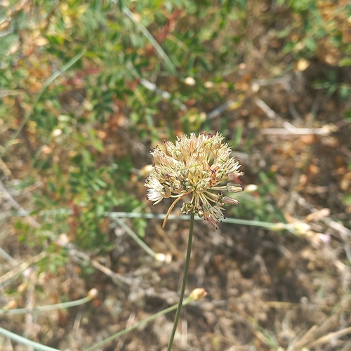 Allium leptomorphum (Allium leptomorphum)