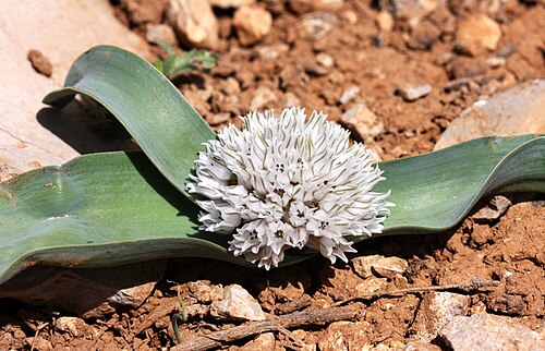 Allium libani: Allium libani , Plants of Israel