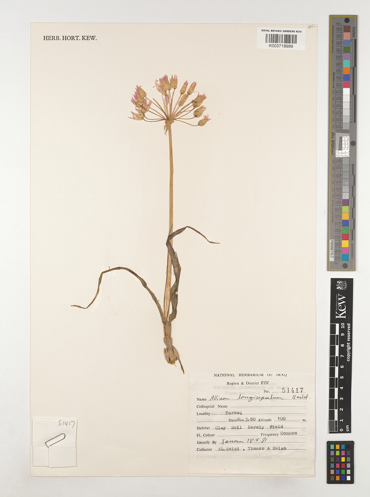 Allium longisepalum: Allium longisepalum — Herbarium specimen from Region & District FPF; Tursuq., Iraq. Collected by Al. Kaisi; Thamer; Salah (1980-03-24). Recorded in GBIF occurre