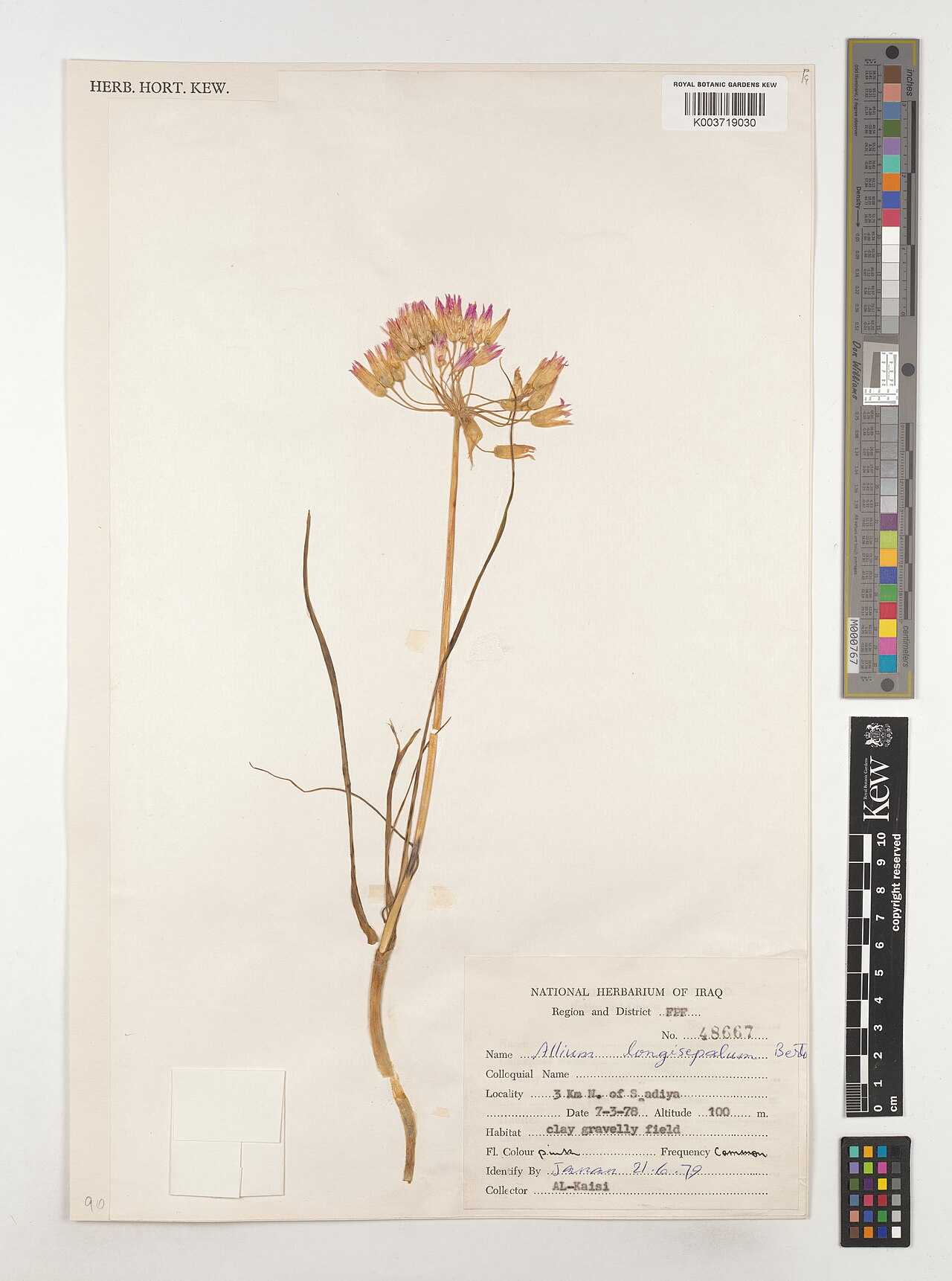 Allium longisepalum: Allium longisepalum — Herbarium specimen from Region and District FPF; 3 km N. of S adiya, Iraq. Collected by Al-Kaisi (1978-03-07). Recorded in GBIF occurrence