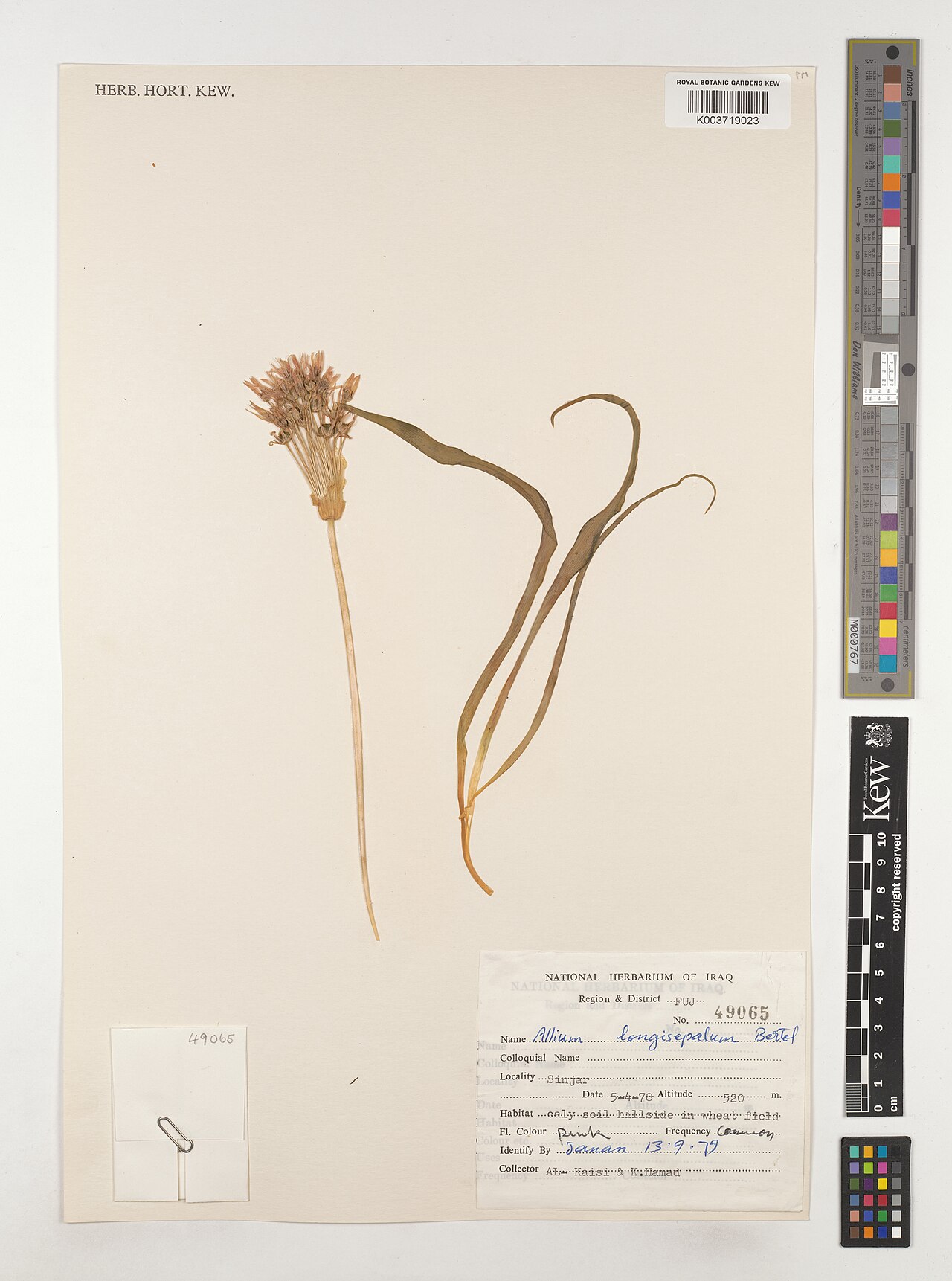 Allium longisepalum: Allium longisepalum — Herbarium specimen from Region & District FUJ; Sinjar, Iraq. Collected by Al-Kaisi; Hamad, K. (1978-04-05). Recorded in GBIF occurrence 46