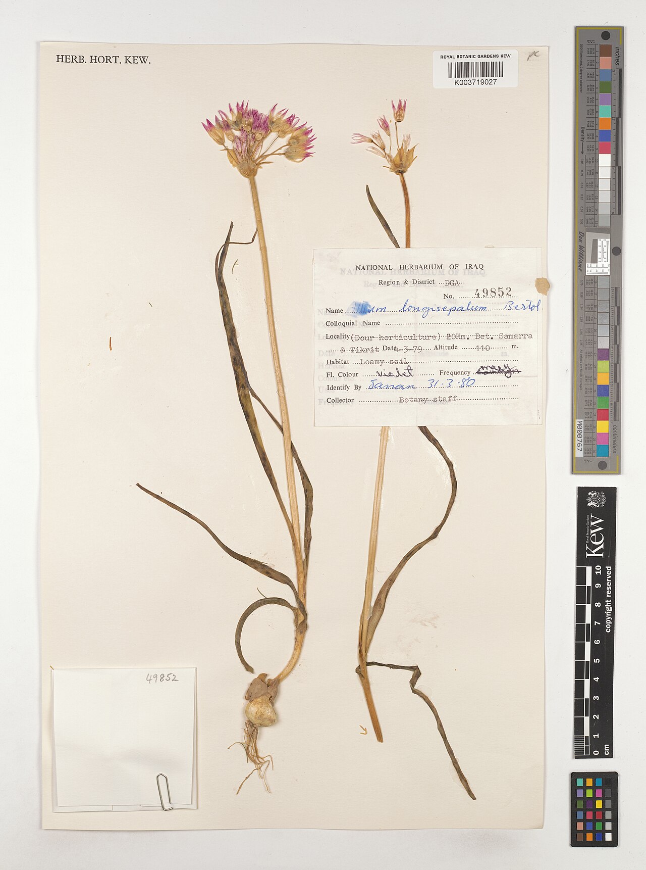 Allium longisepalum: Allium longisepalum — Herbarium specimen from Region & District DGA; (Dour horticulture) 20Km. Bet. Samarra & Tikrit, Iraq. Collected by Botany staff (1979-03-0