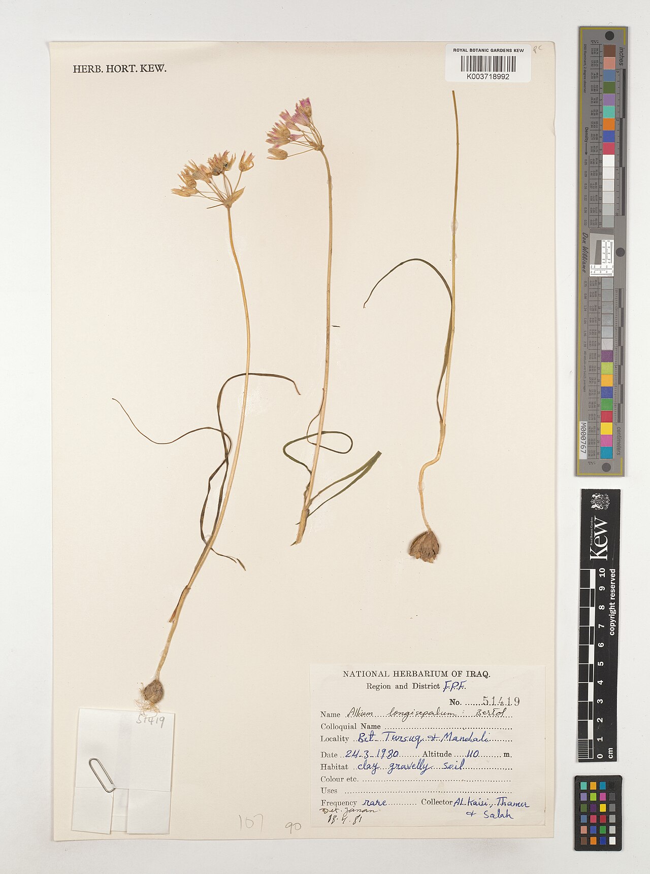 Allium longisepalum: Allium longisepalum — Herbarium specimen from Region and District FPF; Bet Tursuq & Mandali, Iraq. Collected by Al. Kaisi; Thamer; Salah (1980-03-24). Recorded