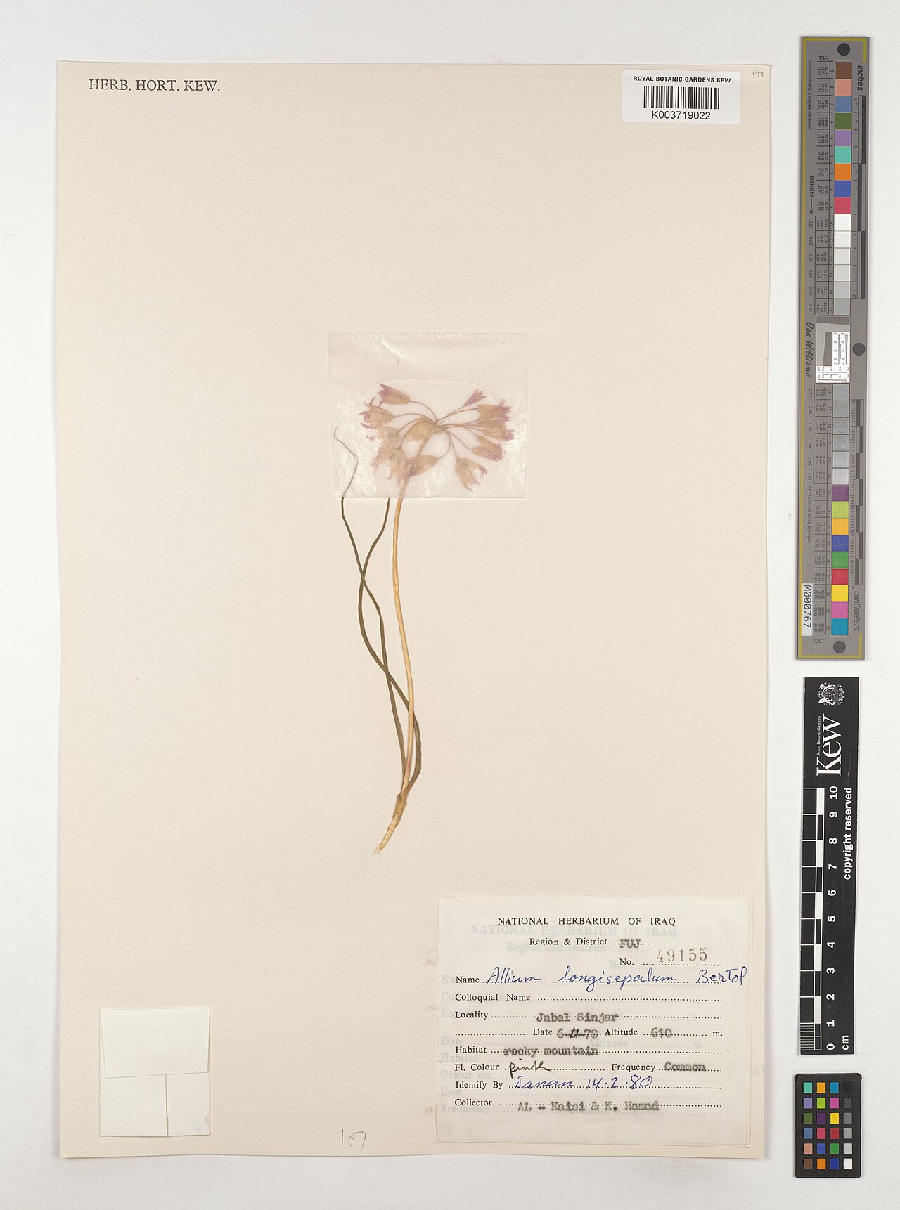 Allium longisepalum: Allium longisepalum — Herbarium specimen from Region & District FUJ; Jabal Sinjar, Iraq. Collected by Al-Kaisi; Hamad, K. (1978-04-06). Recorded in GBIF occurre