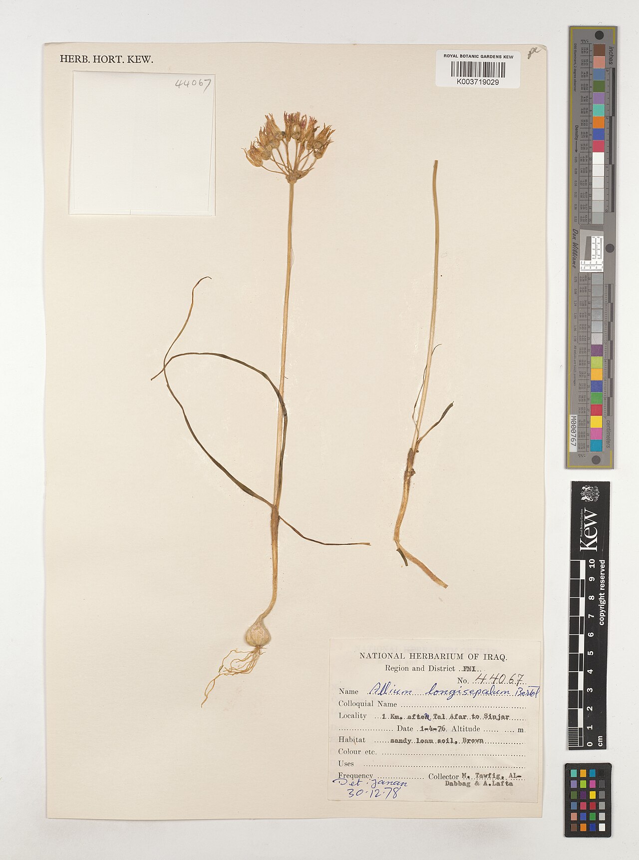 Allium longisepalum: Allium longisepalum — Herbarium specimen from Region and District FNI; 1 Km. after Tal Afar to Sinjar, Iraq. Collected by Tawfig, M.; Al-Dabbag; Lafta, A. (1976